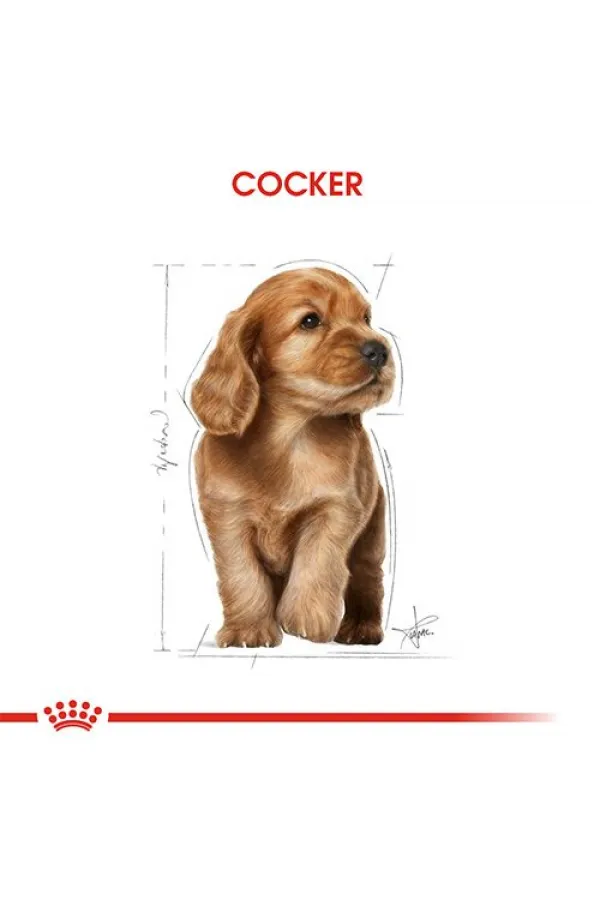 Royal Canin Cocker Junior Yavru Köpek Maması 3 Kg - Lisinya