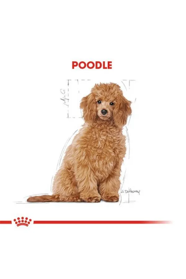 Royal Canin Poodle Junior Yavru Köpek Maması 3 Kg - Lisinya