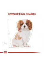 Royal Canin Cavalier King Charles Junior Yavru Köpek Maması 1,5 Kg - Lisinya